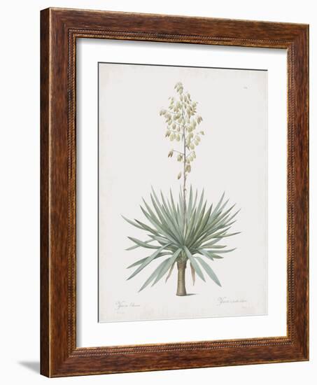 Yucca Gloriosa-Pierre Joseph Redoute-Framed Giclee Print