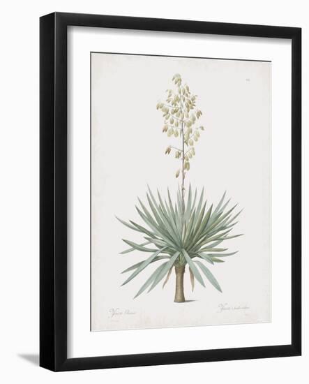 Yucca Gloriosa-Pierre Joseph Redoute-Framed Giclee Print