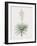 Yucca Gloriosa-Pierre Joseph Redoute-Framed Giclee Print