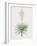 Yucca Gloriosa-Pierre Joseph Redoute-Framed Giclee Print