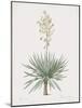 Yucca Gloriosa-Pierre Joseph Redoute-Mounted Giclee Print