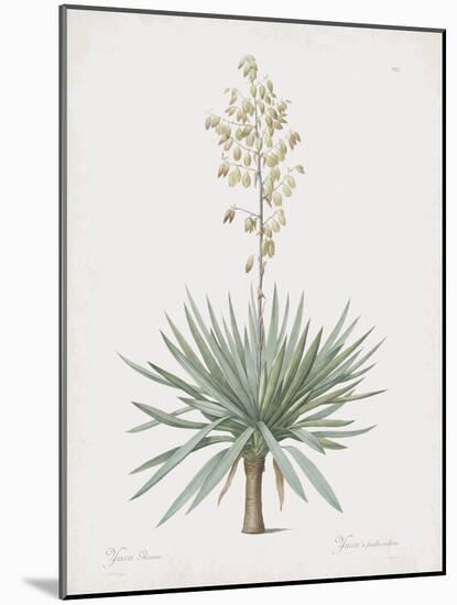 Yucca Gloriosa-Pierre Joseph Redoute-Mounted Giclee Print