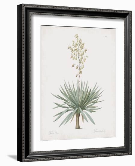 Yucca Gloriosa-Pierre Joseph Redoute-Framed Giclee Print