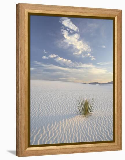 Yucca Growing in Rippled Sand, White Sands National Monument, New Mexico, USA-James Hager-Framed Premier Image Canvas