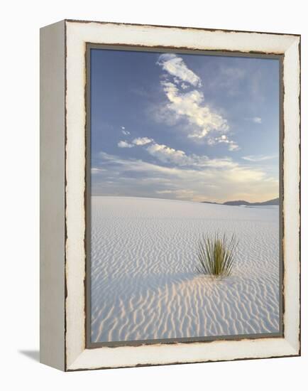 Yucca Growing in Rippled Sand, White Sands National Monument, New Mexico, USA-James Hager-Framed Premier Image Canvas