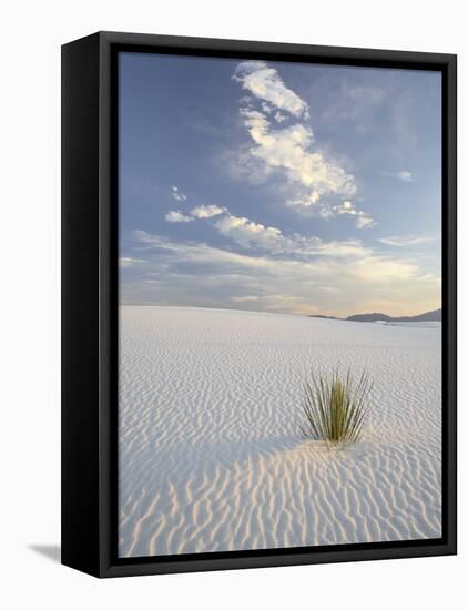 Yucca Growing in Rippled Sand, White Sands National Monument, New Mexico, USA-James Hager-Framed Premier Image Canvas