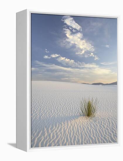 Yucca Growing in Rippled Sand, White Sands National Monument, New Mexico, USA-James Hager-Framed Premier Image Canvas