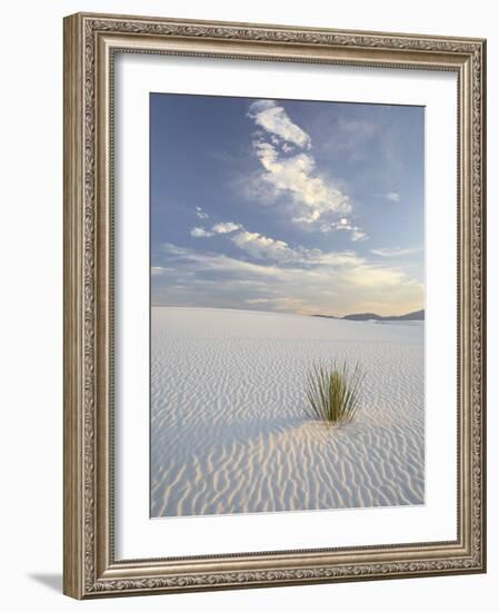 Yucca Growing in Rippled Sand, White Sands National Monument, New Mexico, USA-James Hager-Framed Photographic Print