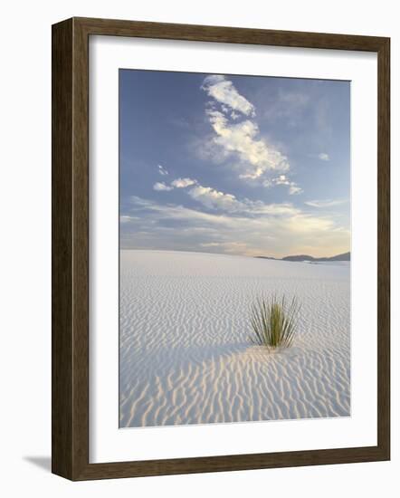 Yucca Growing in Rippled Sand, White Sands National Monument, New Mexico, USA-James Hager-Framed Photographic Print