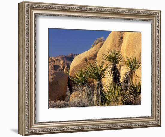 Yucca of Joshua Tree National Monument, California, USA-Art Wolfe-Framed Photographic Print