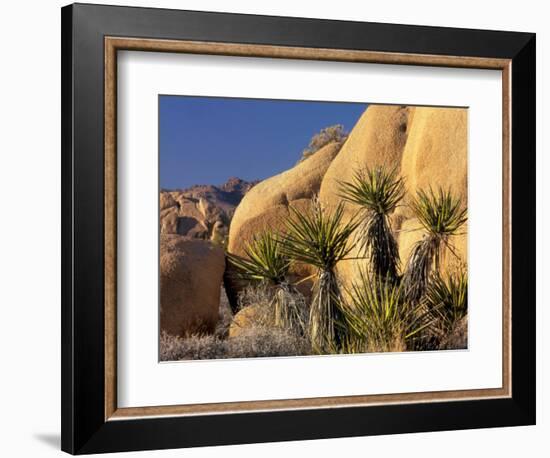 Yucca of Joshua Tree National Monument, California, USA-Art Wolfe-Framed Photographic Print