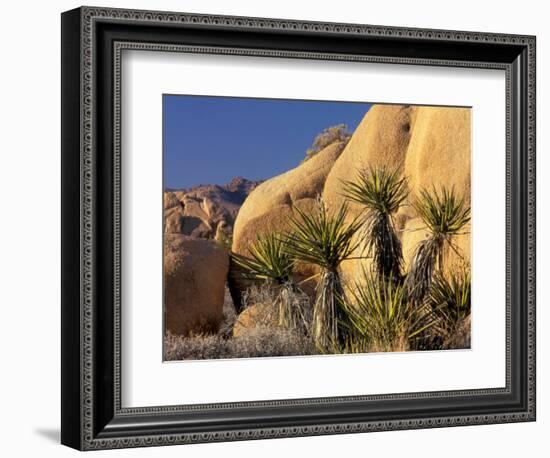 Yucca of Joshua Tree National Monument, California, USA-Art Wolfe-Framed Photographic Print