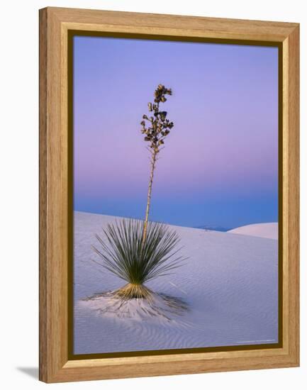 Yucca on Dunes at Dusk, Heart of the Dunes, White Sands National Monument, New Mexico, USA-Scott T^ Smith-Framed Premier Image Canvas