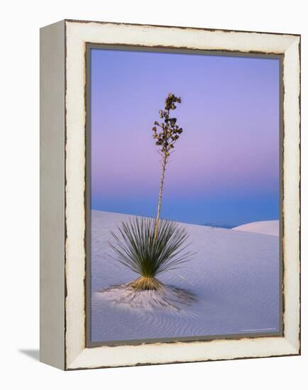 Yucca on Dunes at Dusk, Heart of the Dunes, White Sands National Monument, New Mexico, USA-Scott T^ Smith-Framed Premier Image Canvas