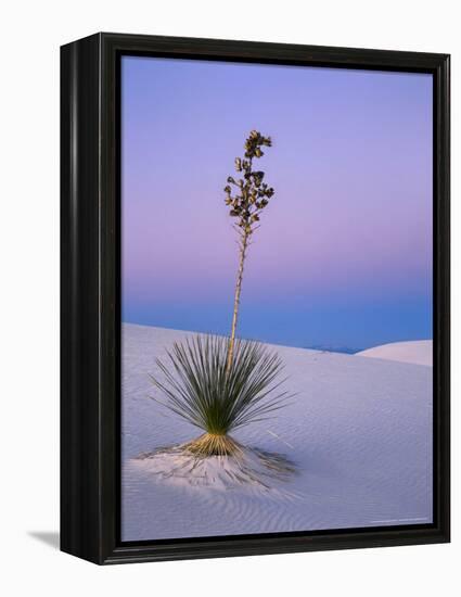 Yucca on Dunes at Dusk, Heart of the Dunes, White Sands National Monument, New Mexico, USA-Scott T^ Smith-Framed Premier Image Canvas