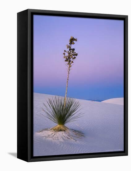 Yucca on Dunes at Dusk, Heart of the Dunes, White Sands National Monument, New Mexico, USA-Scott T^ Smith-Framed Premier Image Canvas