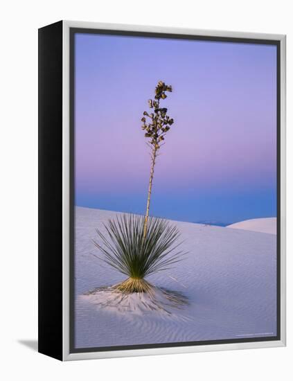 Yucca on Dunes at Dusk, Heart of the Dunes, White Sands National Monument, New Mexico, USA-Scott T^ Smith-Framed Premier Image Canvas