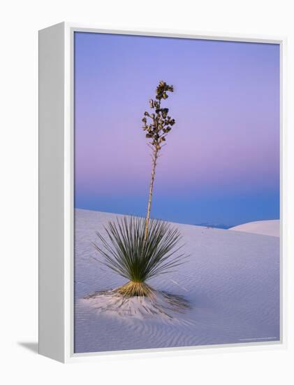 Yucca on Dunes at Dusk, Heart of the Dunes, White Sands National Monument, New Mexico, USA-Scott T^ Smith-Framed Premier Image Canvas