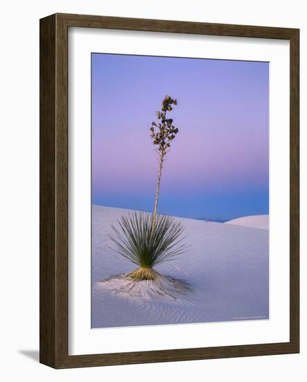 Yucca on Dunes at Dusk, Heart of the Dunes, White Sands National Monument, New Mexico, USA-Scott T^ Smith-Framed Photographic Print