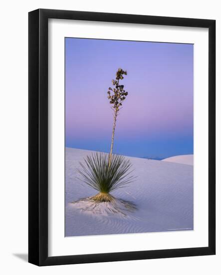 Yucca on Dunes at Dusk, Heart of the Dunes, White Sands National Monument, New Mexico, USA-Scott T^ Smith-Framed Photographic Print