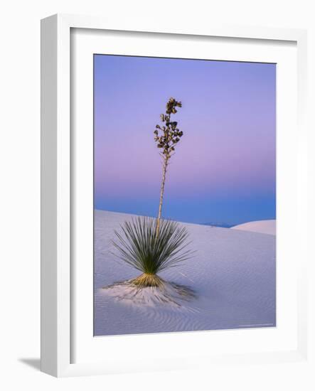 Yucca on Dunes at Dusk, Heart of the Dunes, White Sands National Monument, New Mexico, USA-Scott T^ Smith-Framed Photographic Print