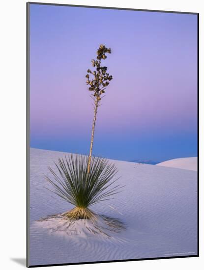 Yucca on Dunes at Dusk, Heart of the Dunes, White Sands National Monument, New Mexico, USA-Scott T^ Smith-Mounted Photographic Print