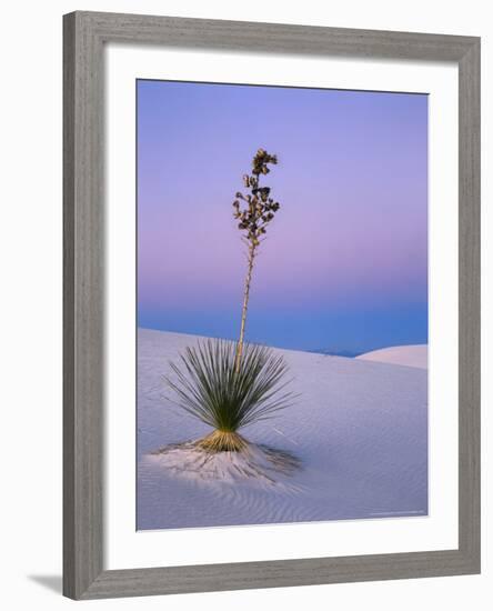 Yucca on Dunes at Dusk, Heart of the Dunes, White Sands National Monument, New Mexico, USA-Scott T^ Smith-Framed Photographic Print