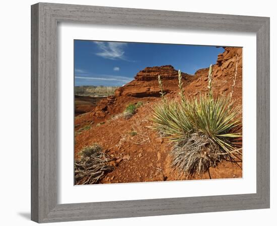Yucca on Red Soil in Canyon Lands on Northern Wyoming, Usa-Larry Ditto-Framed Photographic Print