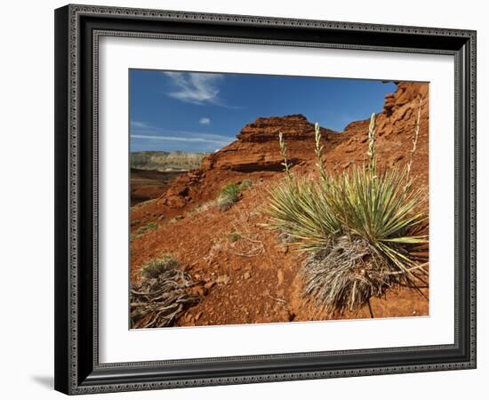 Yucca on Red Soil in Canyon Lands on Northern Wyoming, Usa-Larry Ditto-Framed Photographic Print