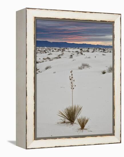 Yucca on the Dunes at Sunrise, White Sands National Monument, New Mexico, USA, North America-James Hager-Framed Premier Image Canvas