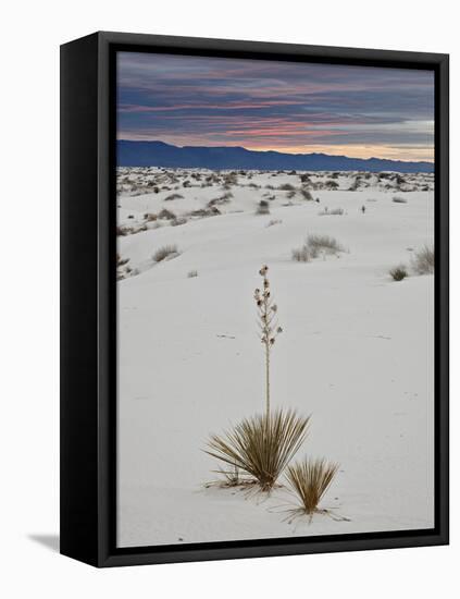 Yucca on the Dunes at Sunrise, White Sands National Monument, New Mexico, USA, North America-James Hager-Framed Premier Image Canvas