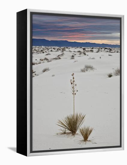 Yucca on the Dunes at Sunrise, White Sands National Monument, New Mexico, USA, North America-James Hager-Framed Premier Image Canvas