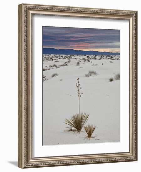 Yucca on the Dunes at Sunrise, White Sands National Monument, New Mexico, USA, North America-James Hager-Framed Photographic Print