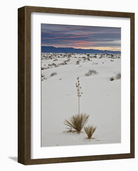 Yucca on the Dunes at Sunrise, White Sands National Monument, New Mexico, USA, North America-James Hager-Framed Photographic Print