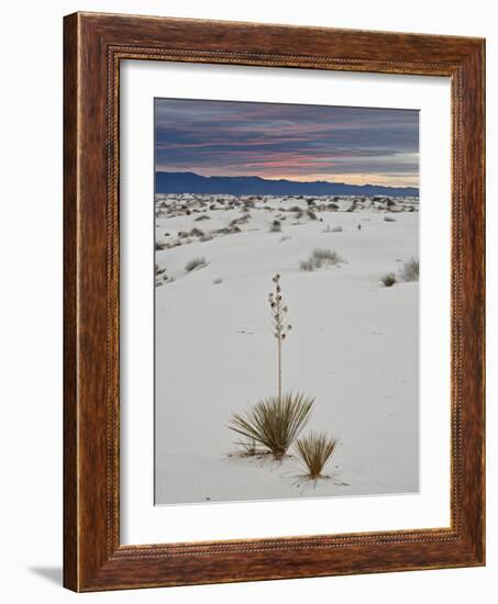 Yucca on the Dunes at Sunrise, White Sands National Monument, New Mexico, USA, North America-James Hager-Framed Photographic Print