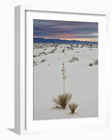 Yucca on the Dunes at Sunrise, White Sands National Monument, New Mexico, USA, North America-James Hager-Framed Photographic Print