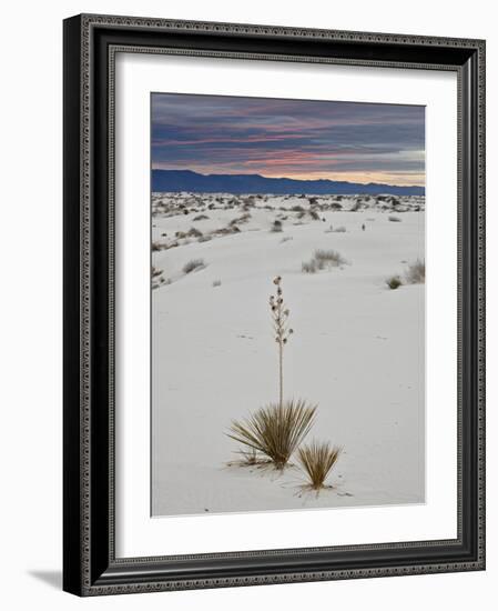 Yucca on the Dunes at Sunrise, White Sands National Monument, New Mexico, USA, North America-James Hager-Framed Photographic Print