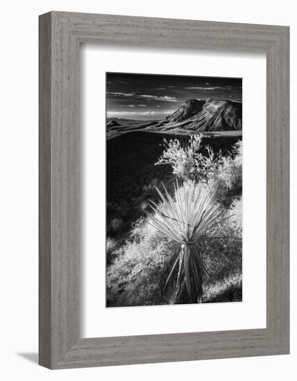 Yucca plant and desert landscape, Mojave Desert, California-Adam Jones-Framed Photographic Print