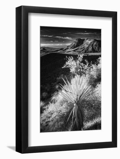 Yucca plant and desert landscape, Mojave Desert, California-Adam Jones-Framed Photographic Print