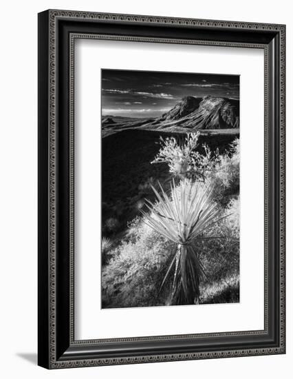 Yucca plant and desert landscape, Mojave Desert, California-Adam Jones-Framed Photographic Print