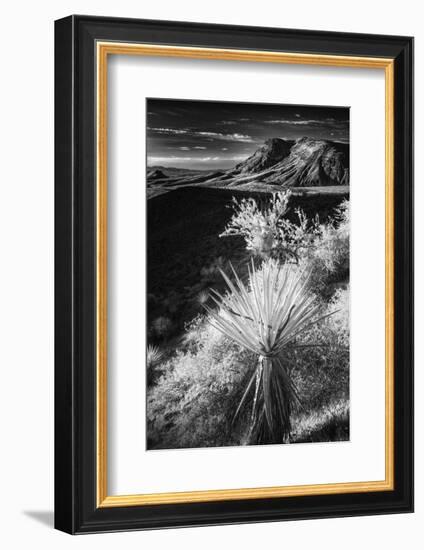 Yucca plant and desert landscape, Mojave Desert, California-Adam Jones-Framed Photographic Print