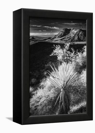 Yucca plant and desert landscape, Mojave Desert, California-Adam Jones-Framed Premier Image Canvas