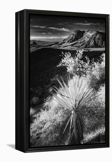 Yucca plant and desert landscape, Mojave Desert, California-Adam Jones-Framed Premier Image Canvas