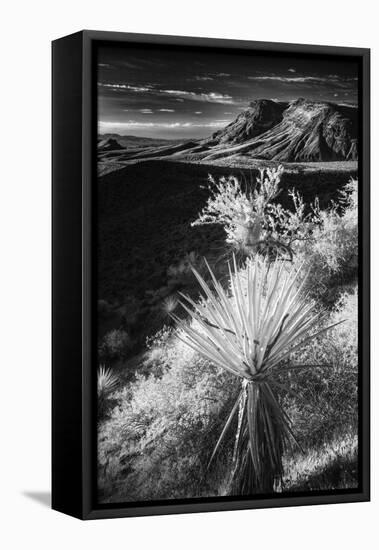 Yucca plant and desert landscape, Mojave Desert, California-Adam Jones-Framed Premier Image Canvas