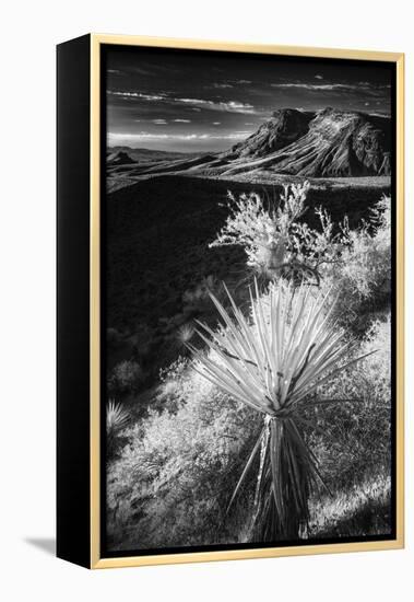 Yucca plant and desert landscape, Mojave Desert, California-Adam Jones-Framed Premier Image Canvas