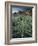 Yucca Plant, Joshua Tree National Park, California, United States of America, North America-Colin Brynn-Framed Photographic Print