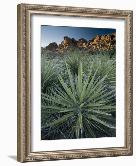 Yucca Plant, Joshua Tree National Park, California, United States of America, North America-Colin Brynn-Framed Photographic Print