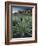 Yucca Plant, Joshua Tree National Park, California, United States of America, North America-Colin Brynn-Framed Photographic Print