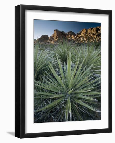 Yucca Plant, Joshua Tree National Park, California, United States of America, North America-Colin Brynn-Framed Photographic Print