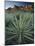 Yucca Plant, Joshua Tree National Park, California, United States of America, North America-Colin Brynn-Mounted Photographic Print